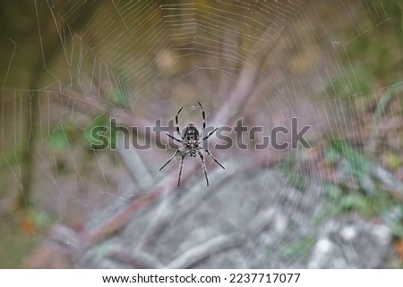 Barn spider spins a web Royalty-Free Stock Photo #2237717077