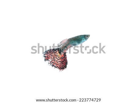 guppy pet fish swimming isolated