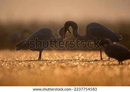 Great egrets Fishing in Sunrise
