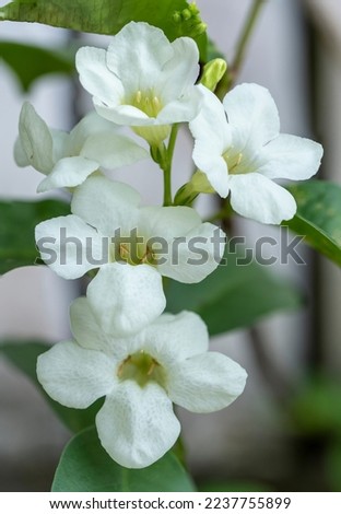 white Asystasia flower  with leaf isolated on garden background, white Asystasia gangetica or Chinese  on green nature background.