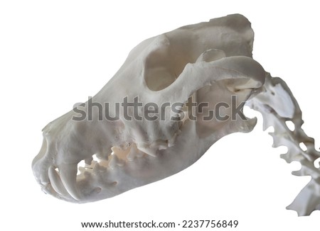 Iberian wolf skull and neck, also named canis lupus signatus. Isolated over white background