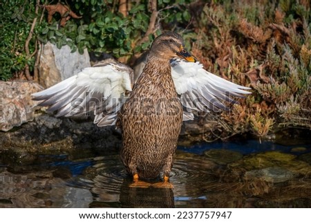 Brown duck, standing. Showing wings.