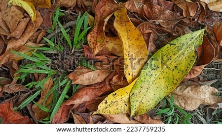 dry leaves falling to the ground, background, concept.