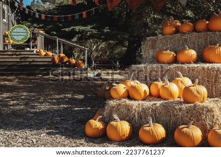 Large orange pumpkins on straw bales outside in sun during Halloween in California, USA. 