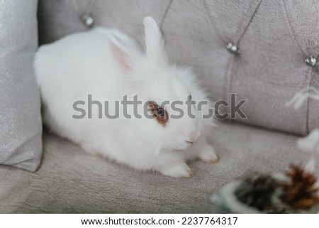 White rabbit sits on a gray sofa. furry beast