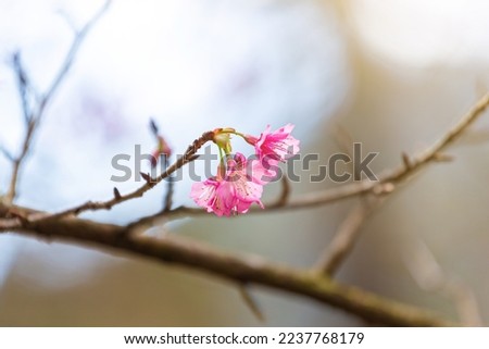 Sakura blossom beautiful flowers at Doi Ang Khang , Chiang Mai Thailand Province, Sakura in Thailand