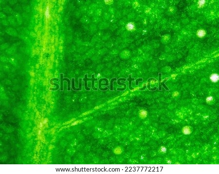 ficus tree leaf under the microscope - optical microscope x100 magnification Royalty-Free Stock Photo #2237772217