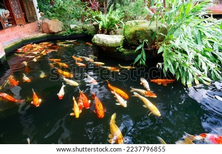 Colorful Japanese Koi Carp fish in a lovely pond in a garden in Shanghai, China. A brilliant image of vibrant Chinese Fancy Carp fish swimming merrily in the clear water