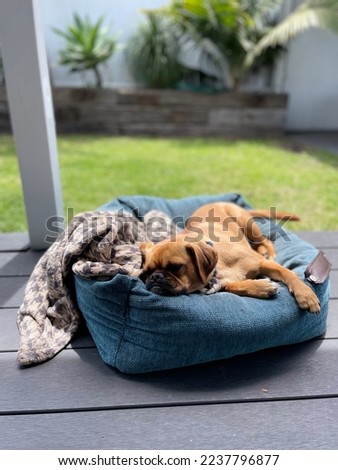 Puppy laying on his bed in the soon on the patio outside, living his best dog life