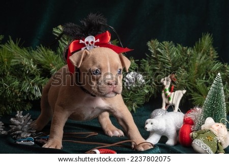 Little cute American Bully puppy in a carnival pirate hat next to Christmas tree branches, snowflakes, cones. Merry New Year for pets. Holidays and gifts for pets. Waiting for a miracle
