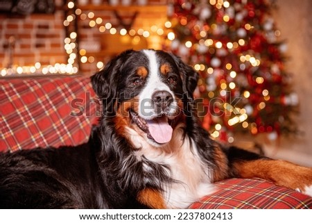 the Zenenhund dog is lying at home on the sofa near the Christmas tree, the concept of Christmas