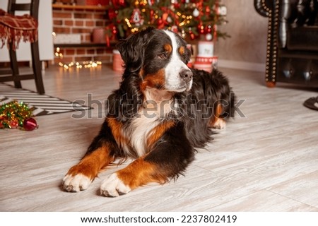 Zenenhund dog lies at home near the Christmas tree, the concept of Christmas