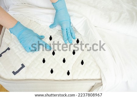 bed bug, dust mites in the bedroom, insect exterminator in the house, room disinfection Royalty-Free Stock Photo #2237808967