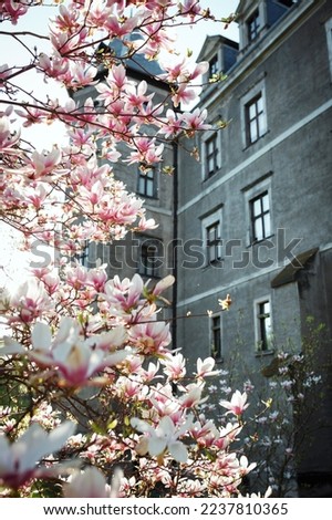 Magnolia tree on the background of the castle.