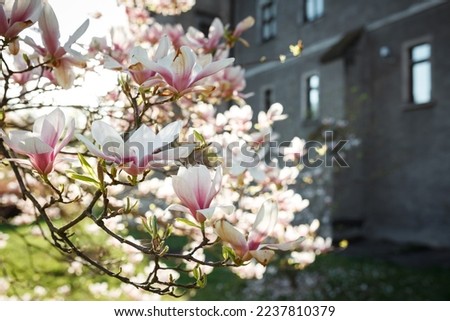Magnolia tree on the background of the castle.