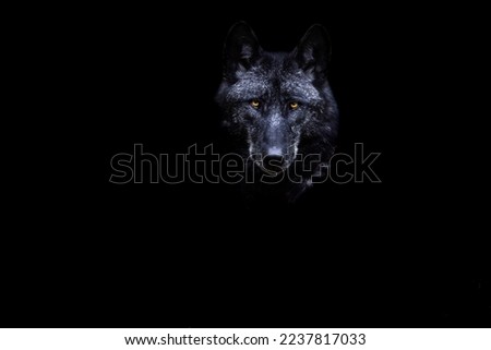 Portrait of a black wolf with a black background