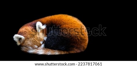 Template of a Red panda sleeping with a black background