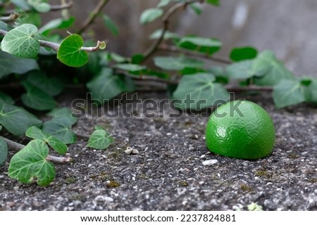 Half cut green lime fruit grey concrete surface. Green emerald leaves and branch of bindweed close up. Postcard and background picture. raw food and dieting. Vitamin C. Gardening and agricolture.