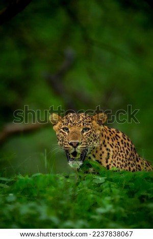 indian wild male leopard or panther or panthera pardus fusca face closeup or portrait in natural monsoon green during outdoor jungle safari at forest of central india asia