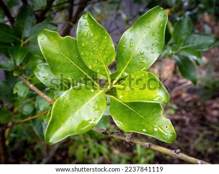 Coprosma macrocarpa (Coastal Karamu) tree leaves