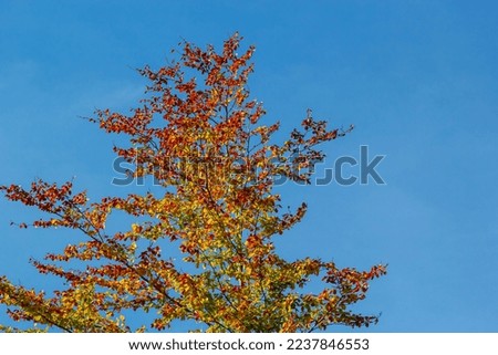 Yellow leaves on autumn trees against the blue sky.