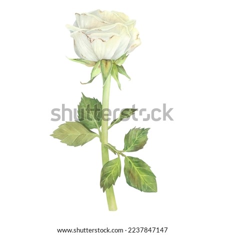 White rose with leaves. Watercolor illustration. Isolated on a white background. For design of stickers, dishes, aprons, greeting cards, stationery, cosmetics, perfumes packaging, wedding invitation.