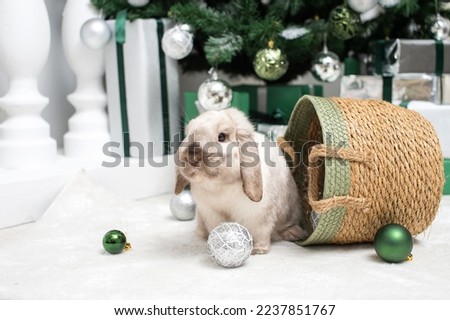 A Christmas lop-eared rabbit sits in a basket with balloons under the Christmas tree Royalty-Free Stock Photo #2237851767