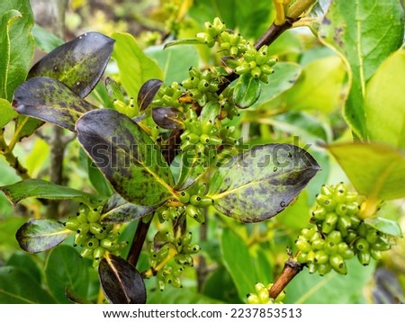 Coprosma robusta (Karamu) tree fruits and leaves