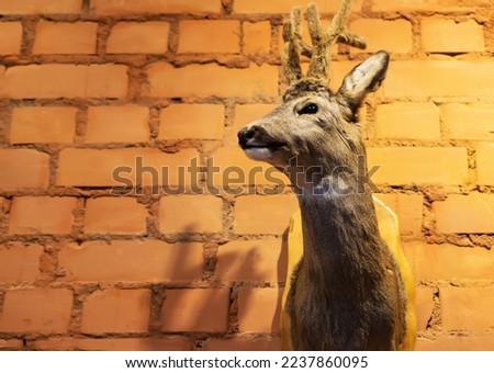 A stuffed head of a forest deer with antlers hangs on the wall. Hunting trophies, mature. Copy space for text