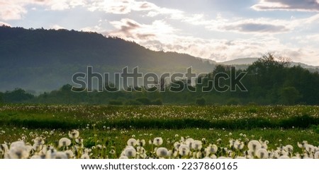 dandelion field in mountains. beautiful rural countryside scenery in summertime. alternative raw material for making rubber. sunny weather