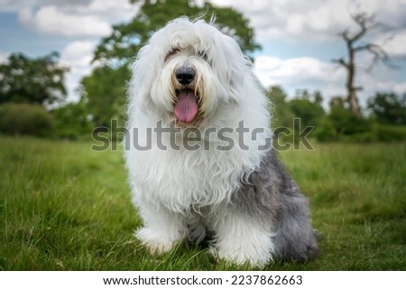 Old English Sheepdog sitting in a field looking directly at the camera Royalty-Free Stock Photo #2237862663
