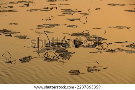 Broken lotus flower, in the water