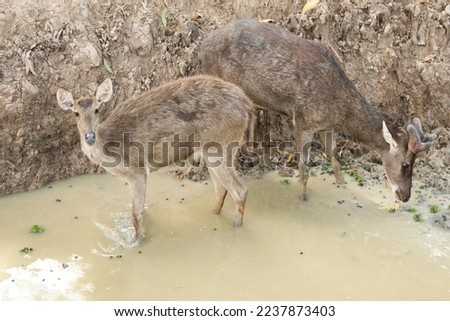 Rusa Deer,Javan Deer(Rusa timorensis)Cervus celebensis. Herbivores, especially leaves. that are almost on the verge of extinction. Therefore, it is popularly raised to cut antlers, make medicine. Royalty-Free Stock Photo #2237873403