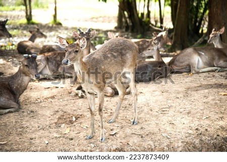 Rusa Deer,Javan Deer(Rusa timorensis)Cervus celebensis. Herbivores, especially leaves. that are almost on the verge of extinction. Therefore, it is popularly raised to cut antlers, make medicine. Royalty-Free Stock Photo #2237873409