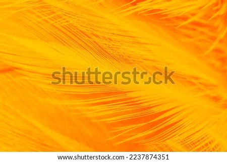orange feather texture pattern background