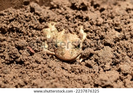 The picture shows a frog, which completely, except for the muzzle, managed to burrow into the loose earth for wintering.