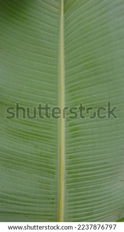 Banana green leaf closeup background use us space for text or image backdrop design. Fresh whole banana leaf isolated on white background