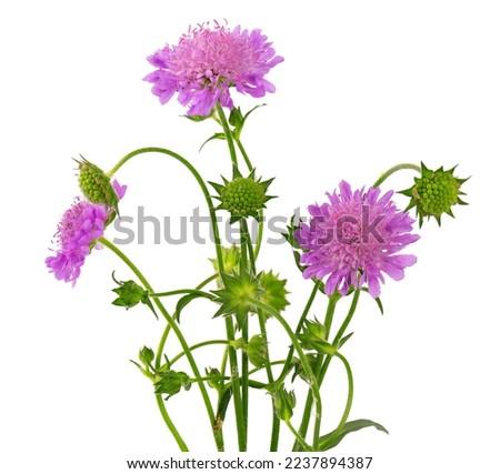 Field Scabious Flower isolated on white background. Knautia arvensis. Beautiful blooming bouquet