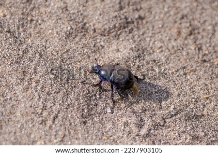 Black dung beetle on sandy ground. Anoplotrupes stercorosus.	 Royalty-Free Stock Photo #2237903105