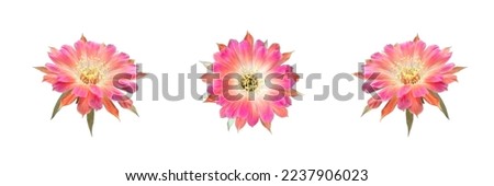 set of beautiful blooming pink cactus flower isolated on white background Royalty-Free Stock Photo #2237906023