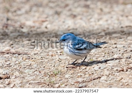 Cerulean Warbler searching for food on a limestone path Royalty-Free Stock Photo #2237907547