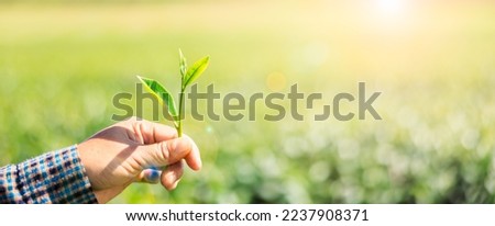 female farmer shows fresh green tea leavs in her hand and tea plantation bokeh background with over lens flare light process, close up  selective focus on hand and copy space for web banners,

