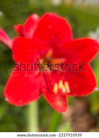 Defocus abstract background Red amaryllis blooms in yard