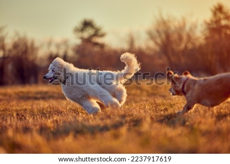 two dogs playing happily on the lawn