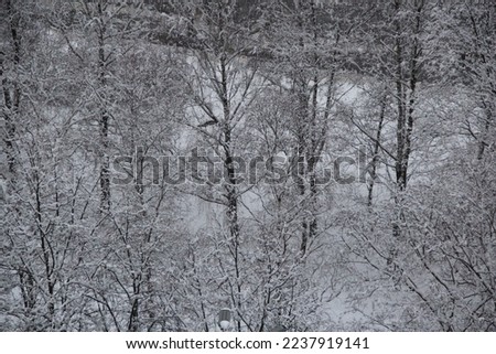 Trees in white snow on an early December morning