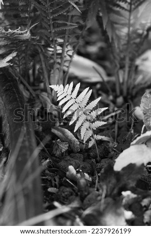 Fluffy ferns and plants growing in the meadow in a black and white monochrome.