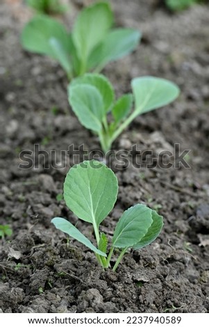 closeup the bunch ripe green cabbage plant with soil heap growing in the farm soft focus natural green brown background.