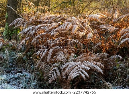 A group of ferns on a frosty day