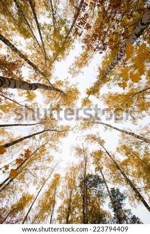 tops of the trees in autumn birch forest