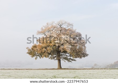 Solitary oak tree in a field covered in frost with a misty winter background. UK Royalty-Free Stock Photo #2237947653